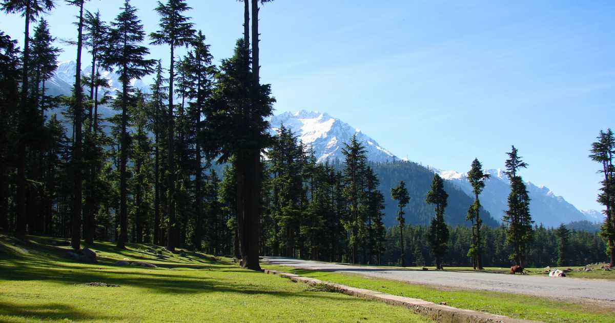 Kalam Valley pine trees 