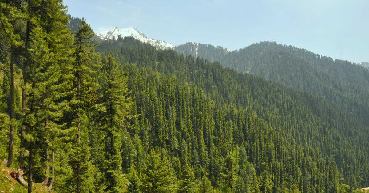 MIANDAM forest full of pine trees