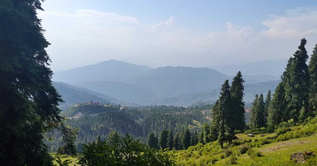 Malam_Jabba_in_Summer