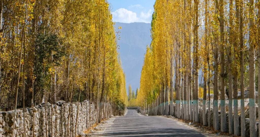 Road towards Khaplu among Yellow Leaves Poplar Trees in Autumn. Ghowari Village, Skardu. Gilgit Baltistan, Pakistan.