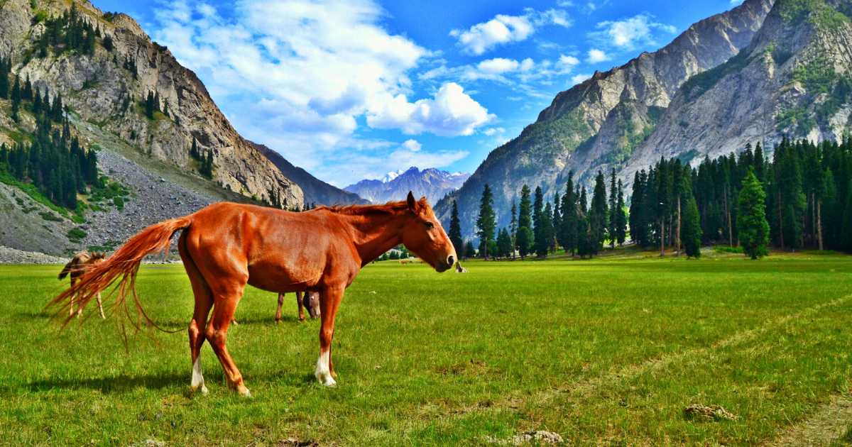 horses in Mahodand Lake, Kalam Pakistan.