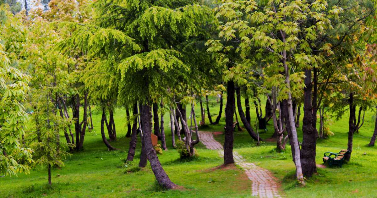 Ayubia_National_Park Abbottabad 