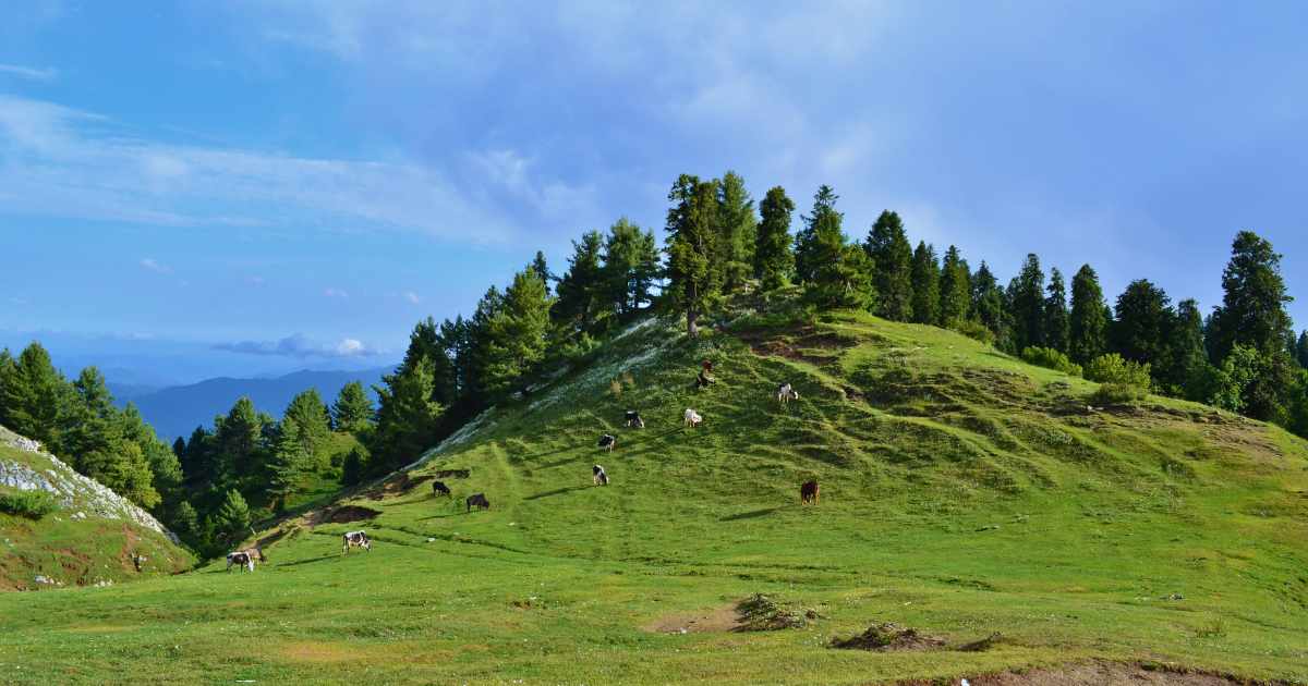 Cows in Mukeshpuri.