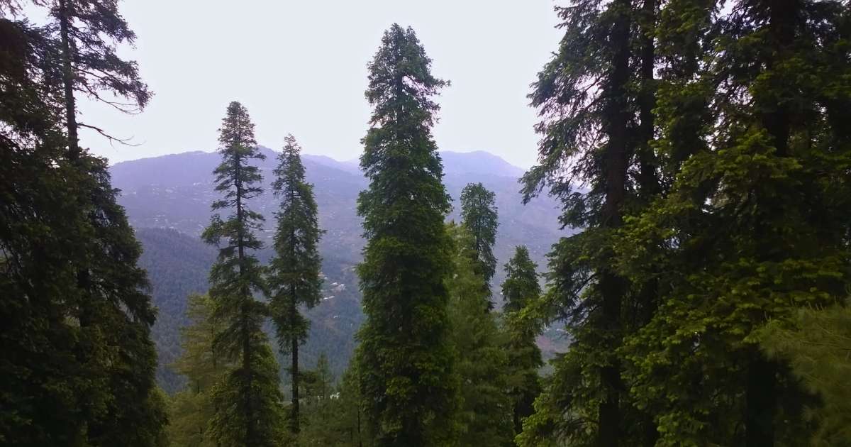 Kashmir Point Murree trees and greenery 