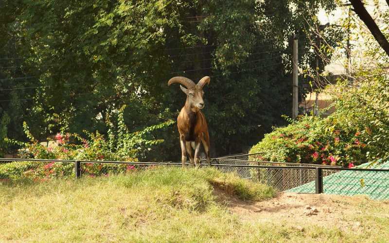 Markhor Safari, Lahore Zoo