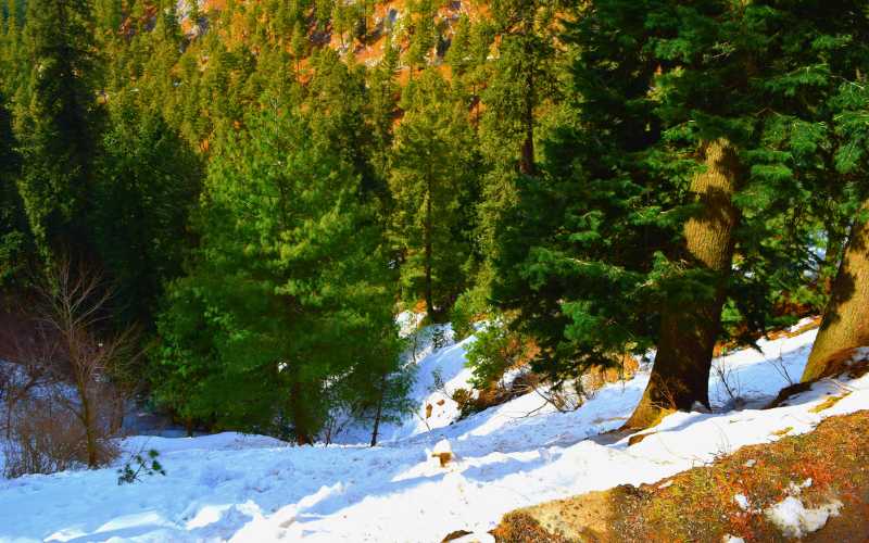 Nathia_Gali_snow_and_trees_Murree_Pakistan