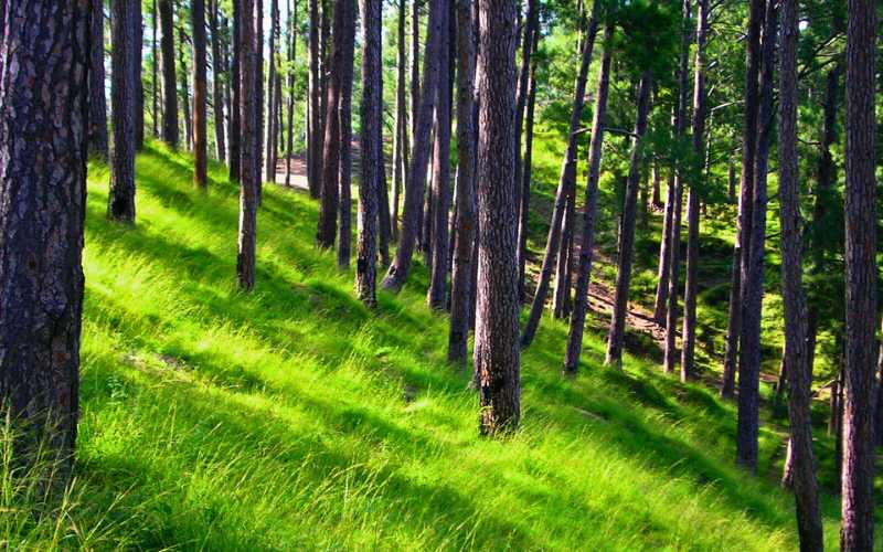 Shimla-Hills-Abbottabad-forest-and-greenery