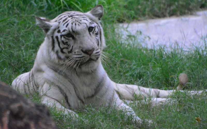 white tiger in Lahore Zoo, Pakistan