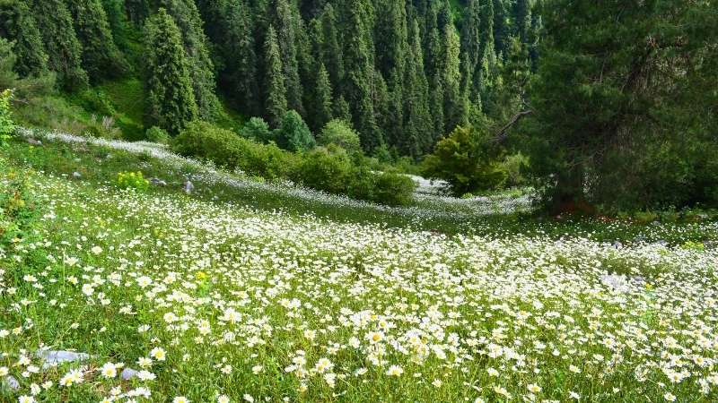 Daisy fields on Mukeshpuri