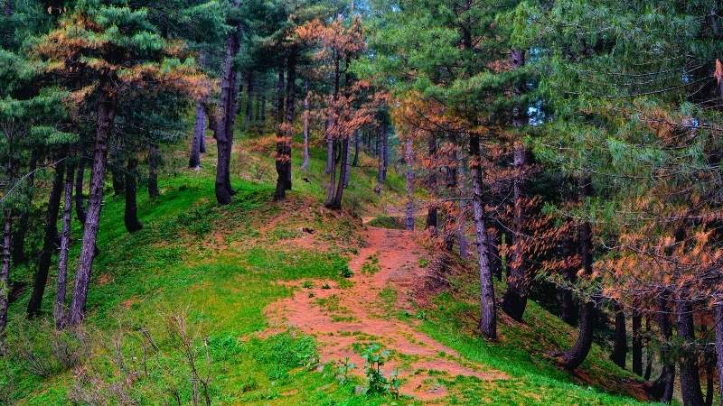 Hike towards Miranjani top Altitude 2950m