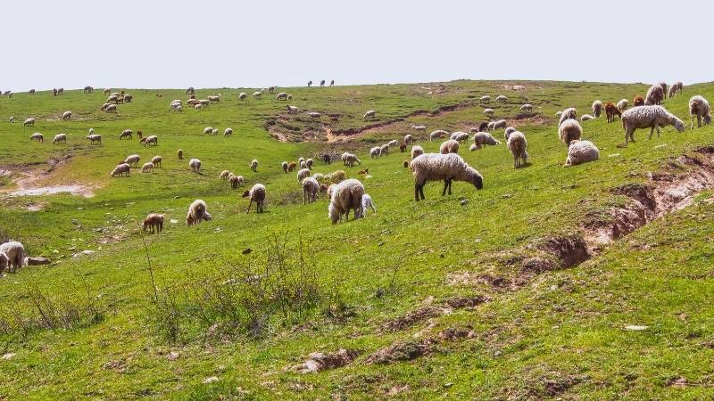 Lalazar Wildlife Park, flocks of sheep