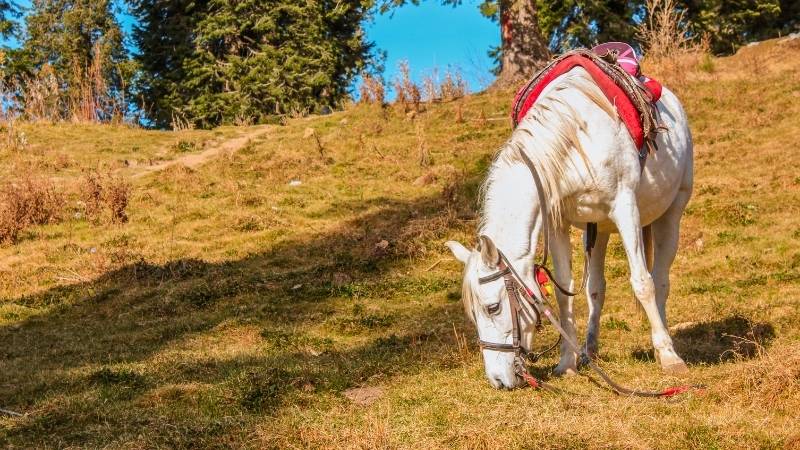 Lalazar Wildlife Park, horse in park eating grass