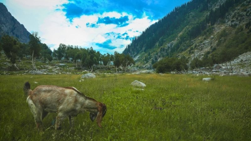 a baby goat eating grass in Kalam, Swat Valley Pakistan.