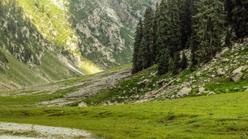 green hills and pine trees in Kumrat, Swat Valley Pakistan.